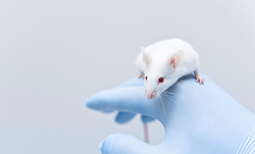 動(dòng)物試驗(yàn)